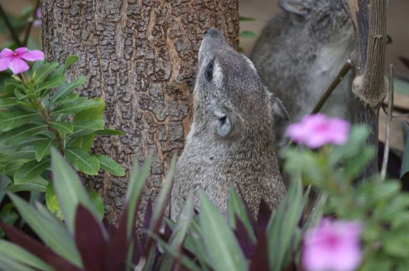 Imagem de Dendrohyrax arboreus