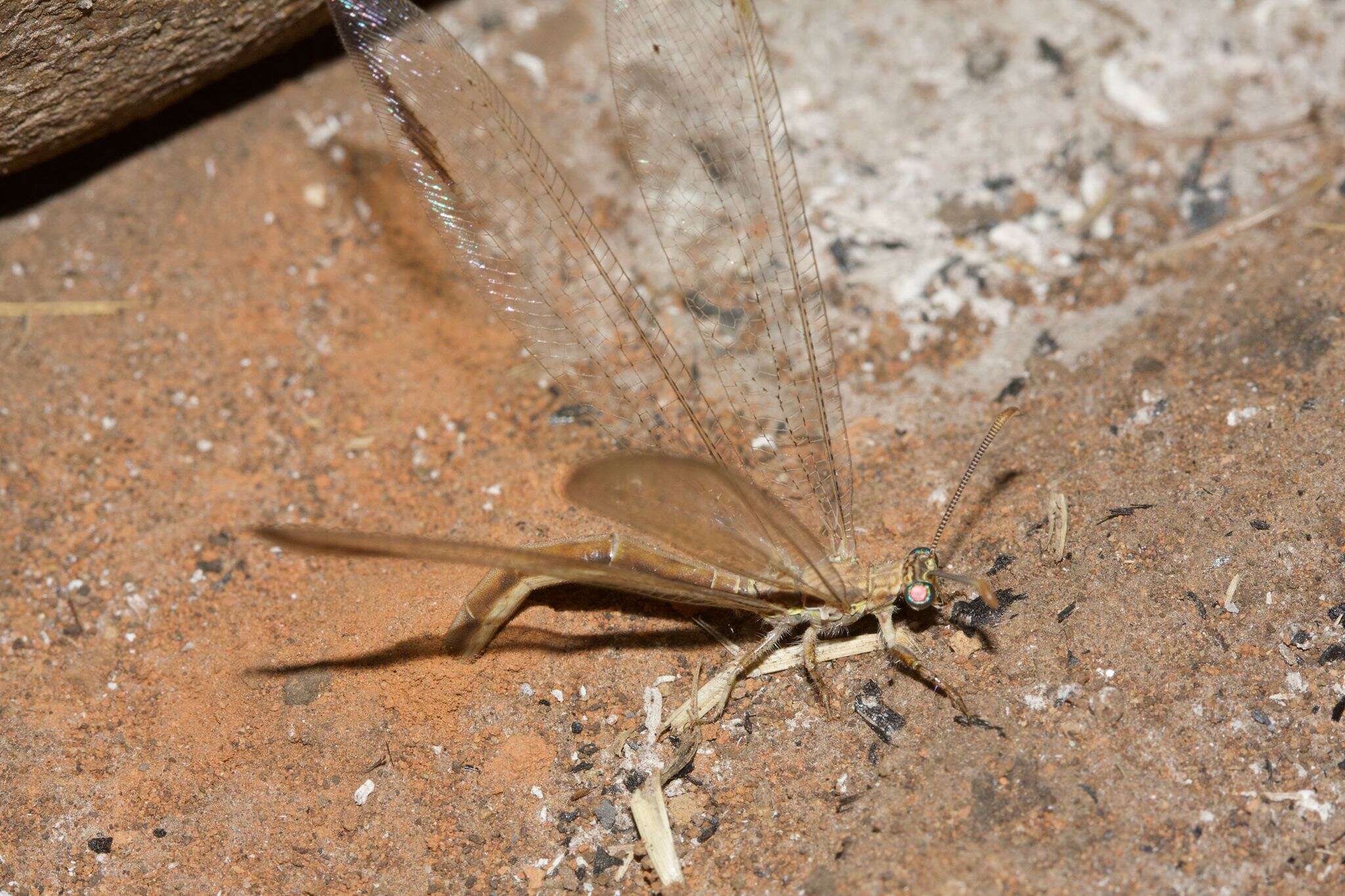 Image of Distoleon bistrigatus (Rambur 1842)