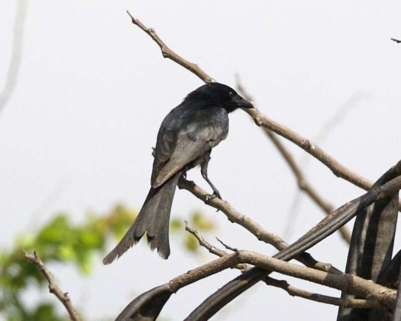 Image of Black Drongo