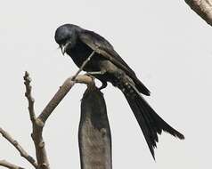 Image of Black Drongo