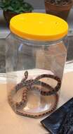 Siphlophis pulcher (Raddi 1820) resmi