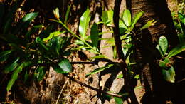 Image of Rose-bellied Bunting