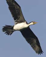 Image of Little Pied Cormorant