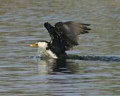 Image of Little Pied Cormorant