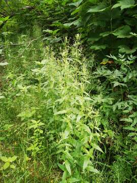 Imagem de Epilobium ciliatum subsp. glandulosum (Lehm.) P. C. Hoch & P. H. Raven