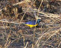 Image of Golden-breasted Starling