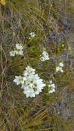 Image of Gentianella corymbifera subsp. corymbifera