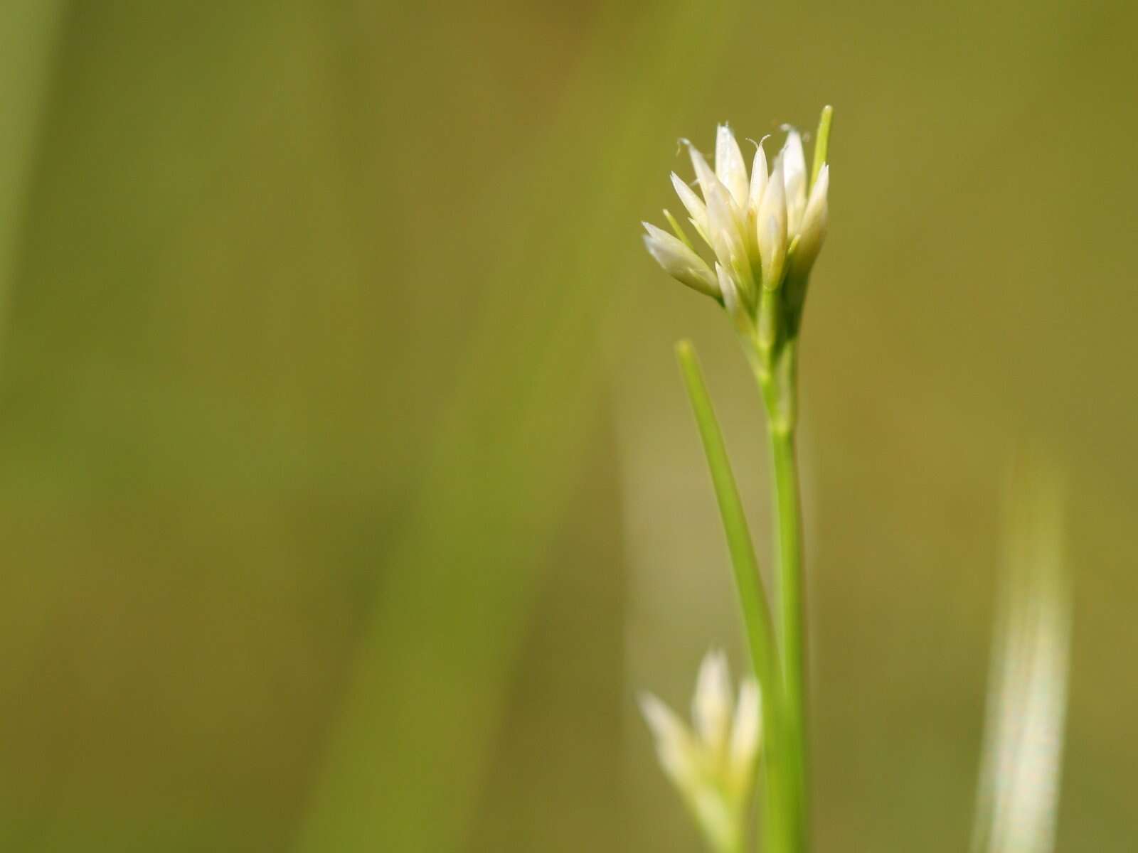 Plancia ëd Rhynchospora alba (L.) Vahl