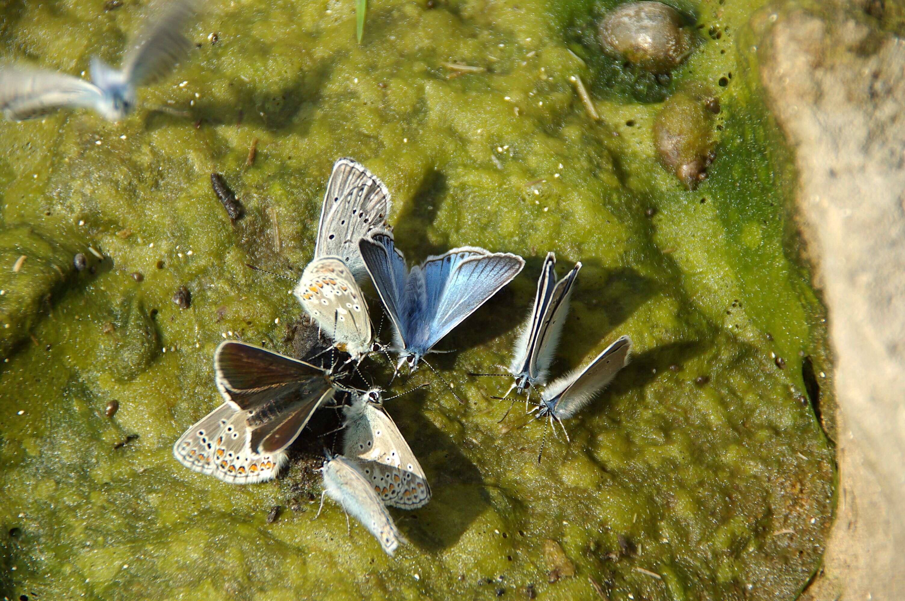 Image of Polyommatus amandus