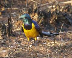 Image of Golden-breasted Starling