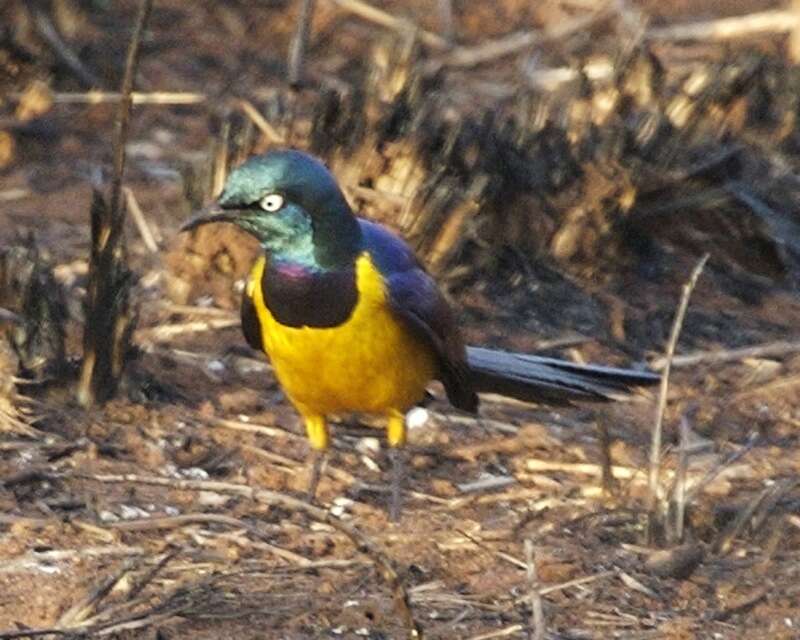 Image of Golden-breasted Starling