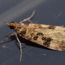 Image of Boot Scoparia