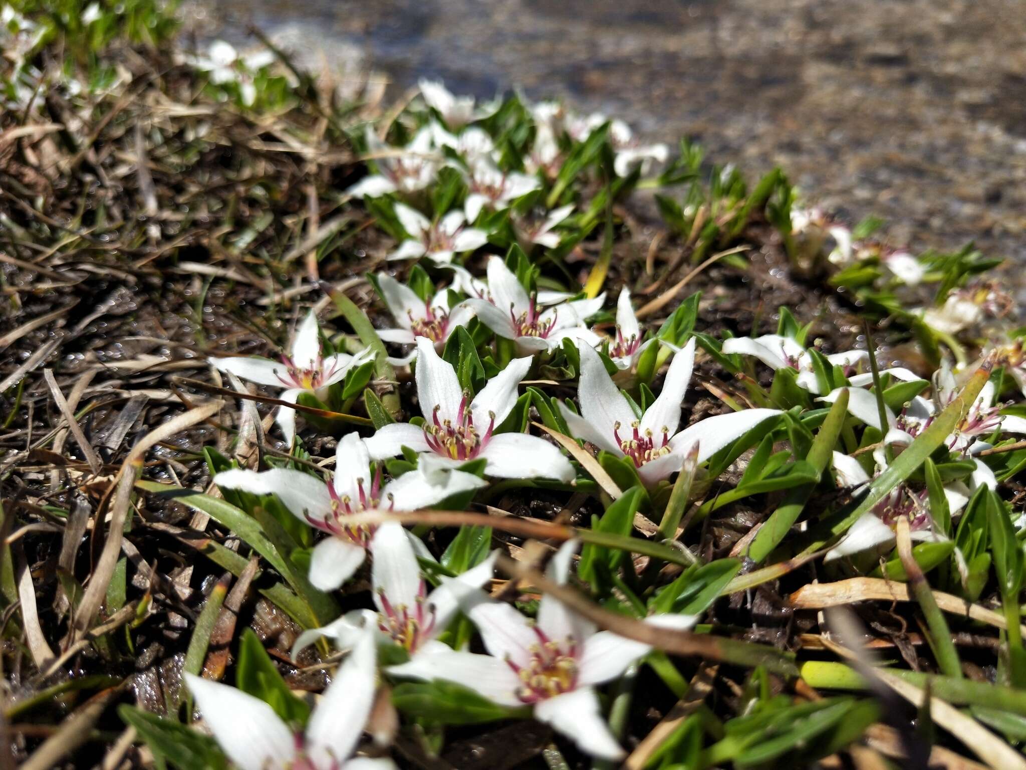 Caltha introloba F. Müll. resmi