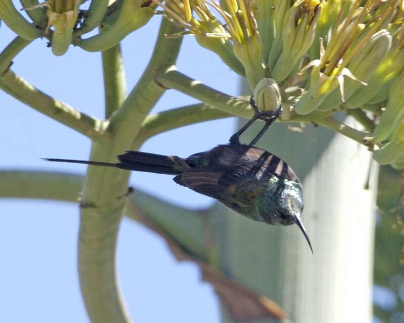 Image of Bronze Sunbird