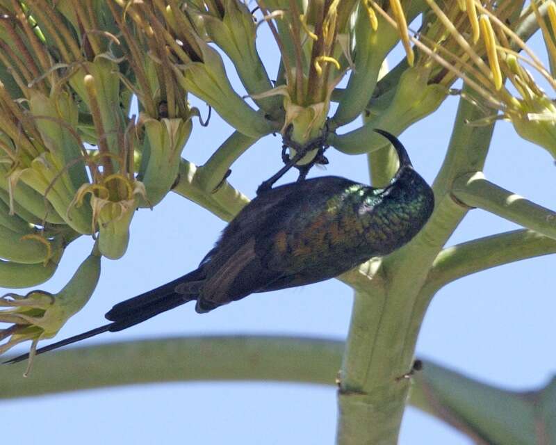 Image of Bronze Sunbird