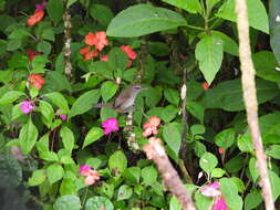 Image of Aberrant Bush Warbler