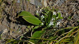 Image of Celmisia verbascifolia subsp. verbascifolia