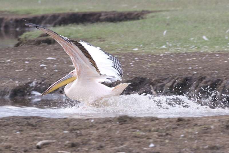 Image of Great White Pelican