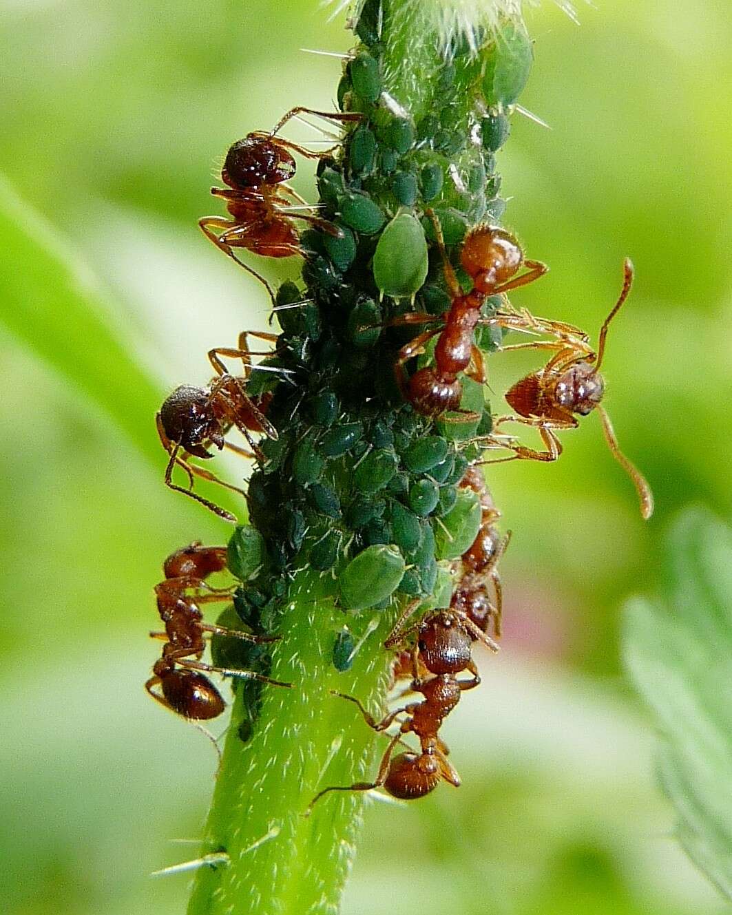 Image of Aphid