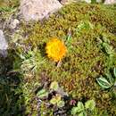 Image of orange daisy