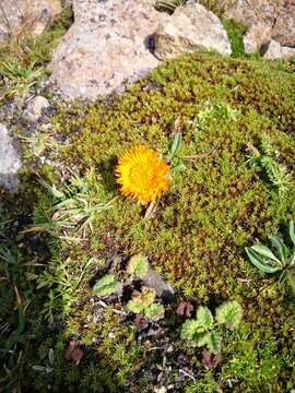 Image de Erigeron aurantiacus Regel