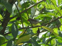 Image of Orange-cheeked Waxbill