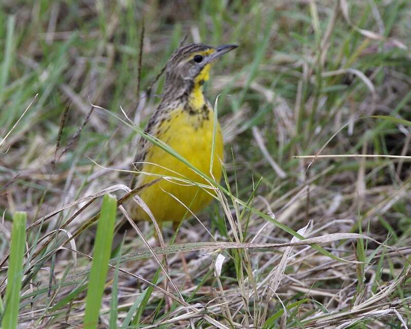 Image of Yellow-throated Longclaw