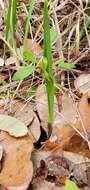 Image of Oklahoma grasspink