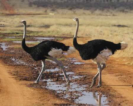 Image of Masai ostrich