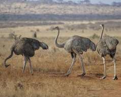 Image of Masai ostrich