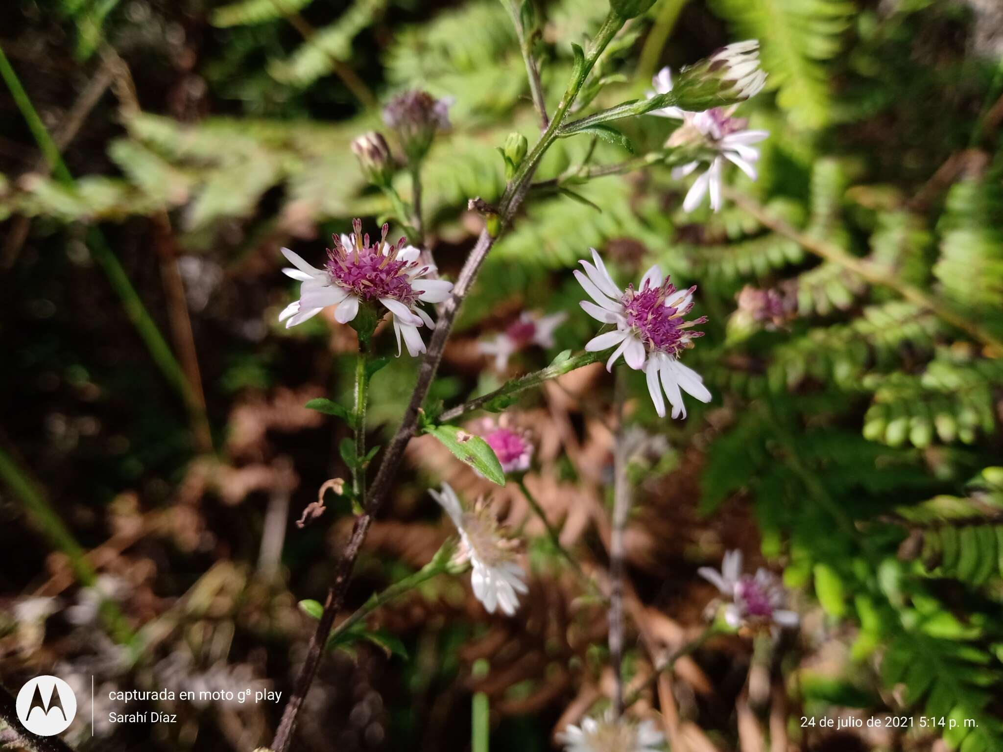 صورة Symphyotrichum schaffneri (S. D. Sundb. & A. G. Jones) G. L. Nesom