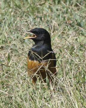 Image of Superb Starling