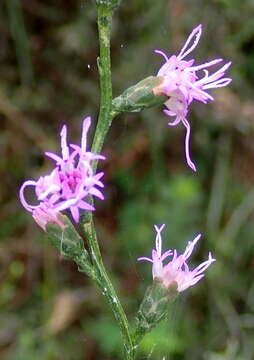 Image of Liatris elegantula (E. Greene) Schumann