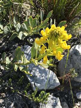 Image of <i>Rafnia capensis</i> subsp. <i>pedicellata</i>