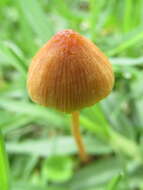 Image of Conocybe tenera (Schaeff.) Fayod 1889