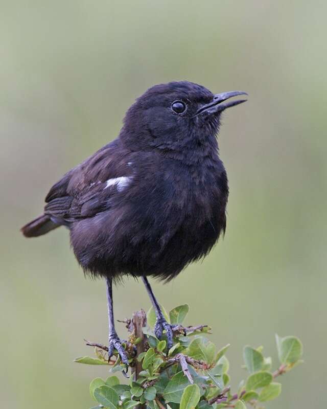 Image of Sooty Chat