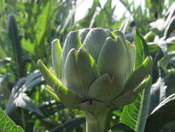 Слика од Cynara cardunculus subsp. cardunculus