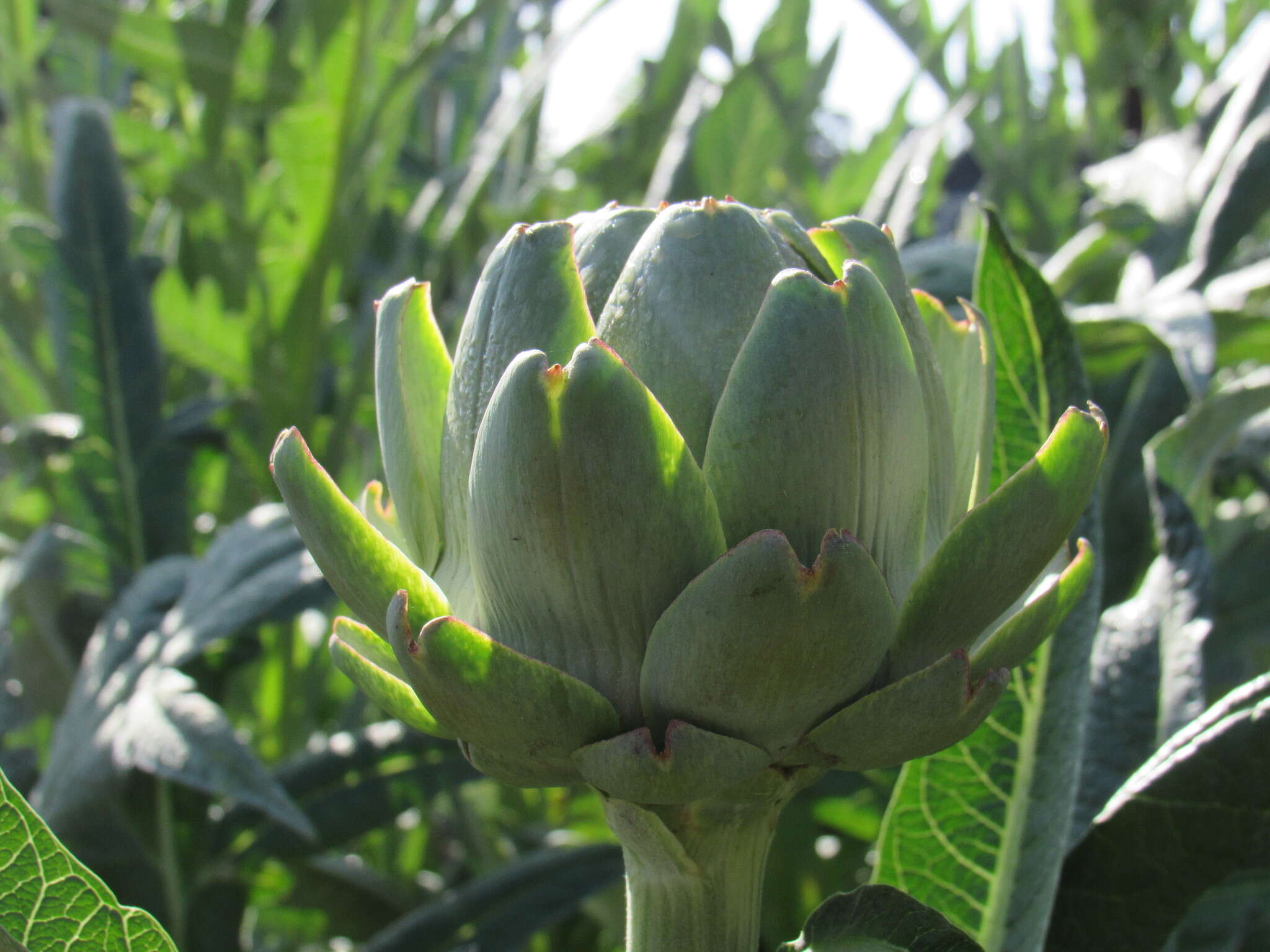 Слика од Cynara cardunculus subsp. cardunculus