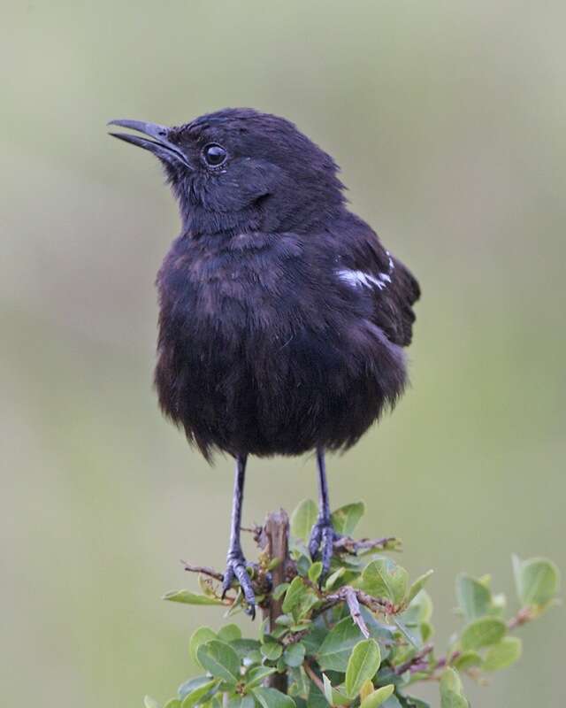 Image of Sooty Chat