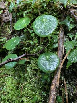 Image of Peperomia tropeoloides Sodiro