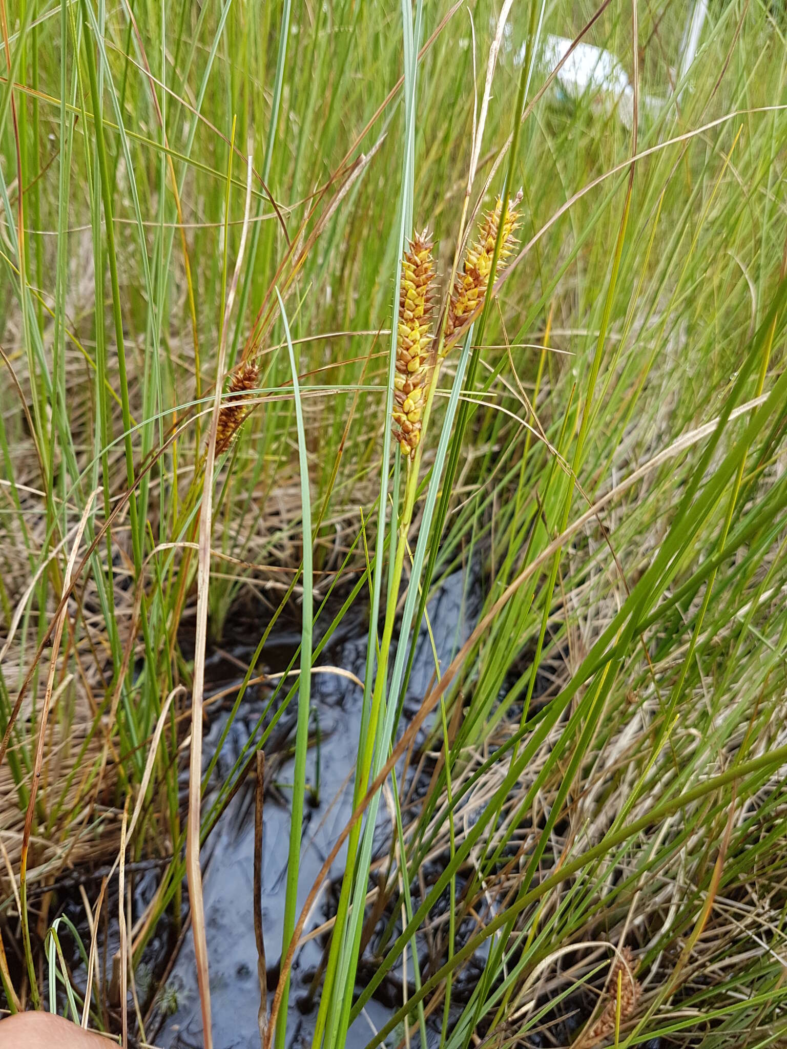 Image of beaked sedge