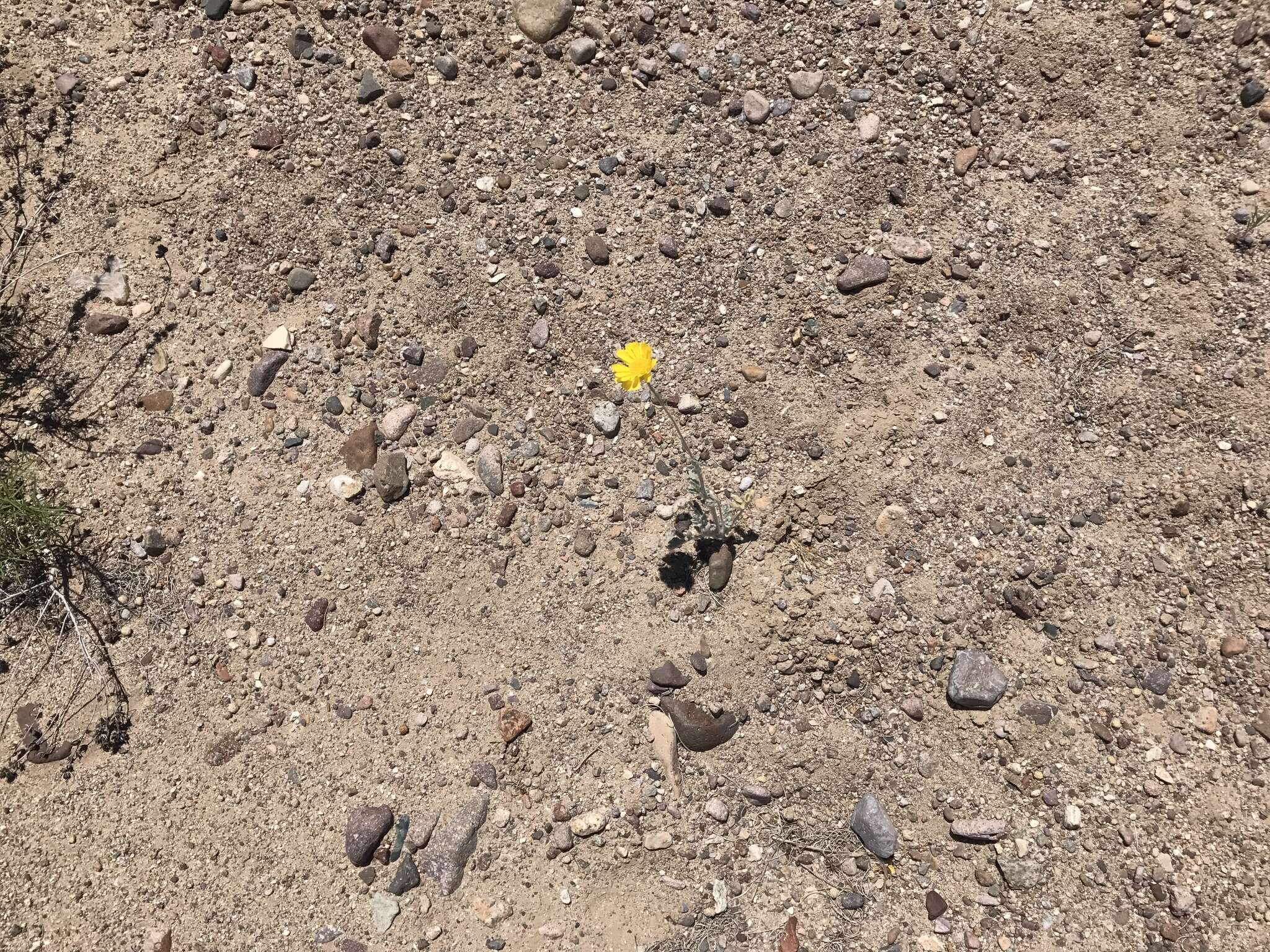 Image of woolly desert marigold