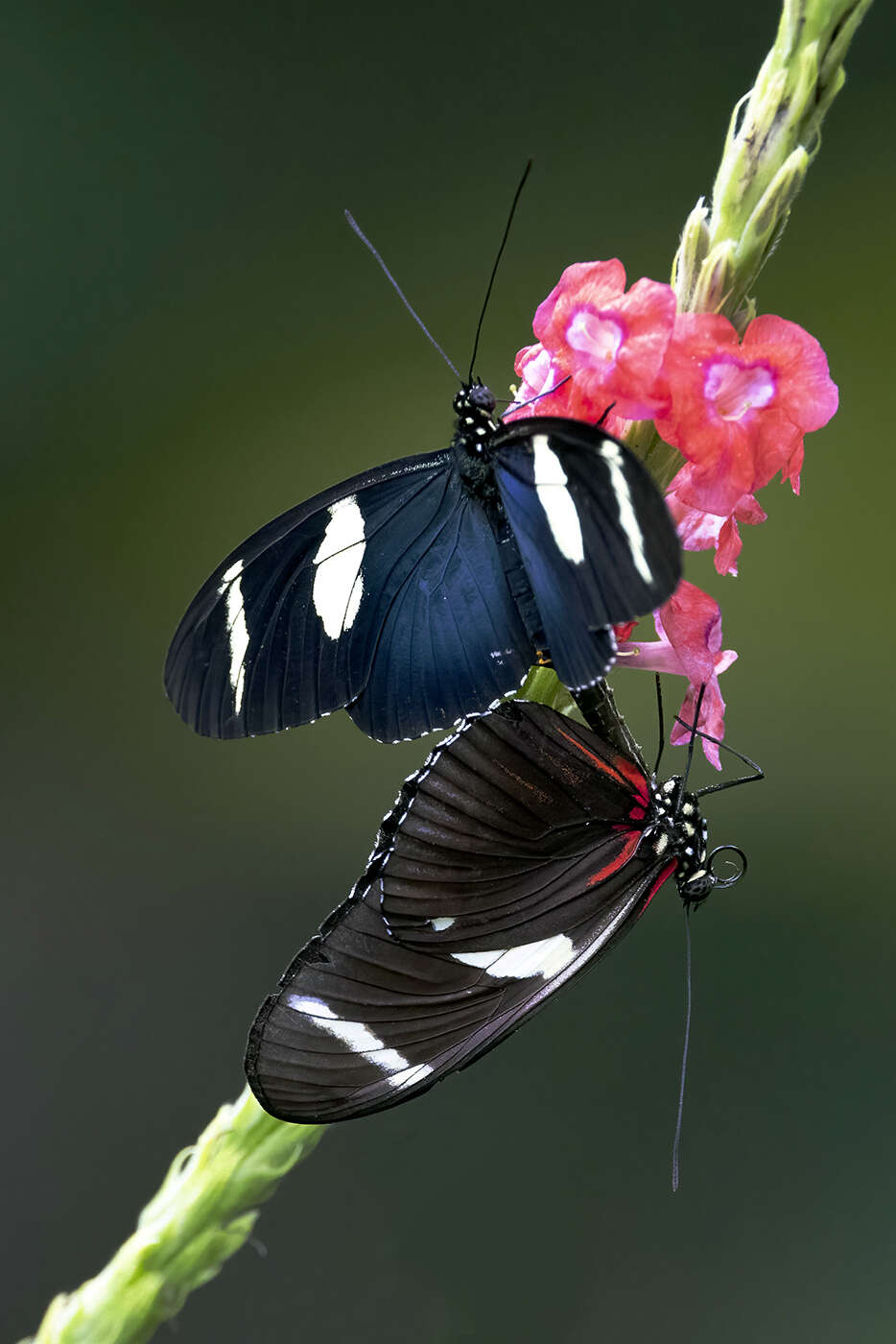 Image of Heliconius wallacei Reakirt 1866