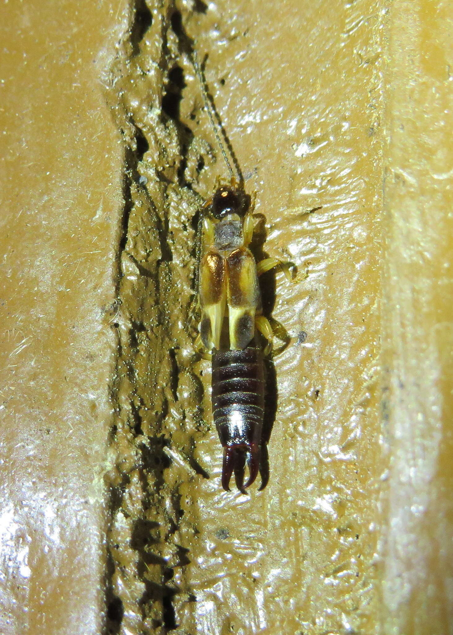 Image of African earwig