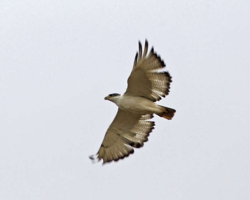 Imagem de Buteo augur (Rüppell 1836)