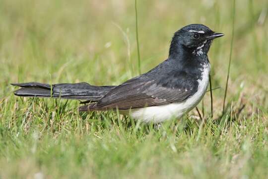 Image of Willie Wagtail