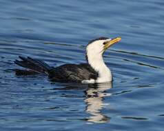 Image of Little Pied Cormorant