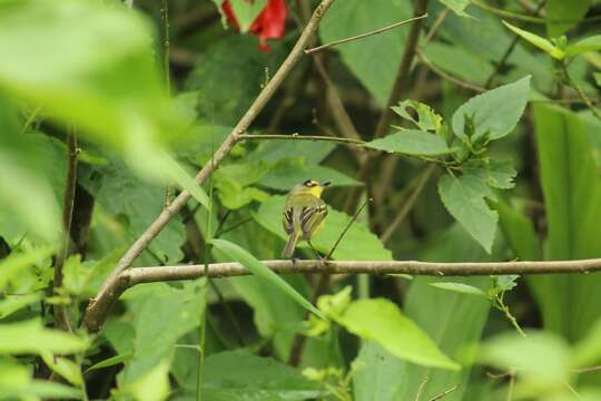 Image of Gray-headed Tody-Flycatcher