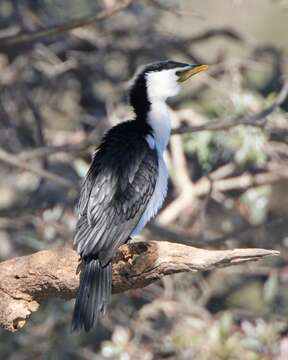 Image of Little Pied Cormorant