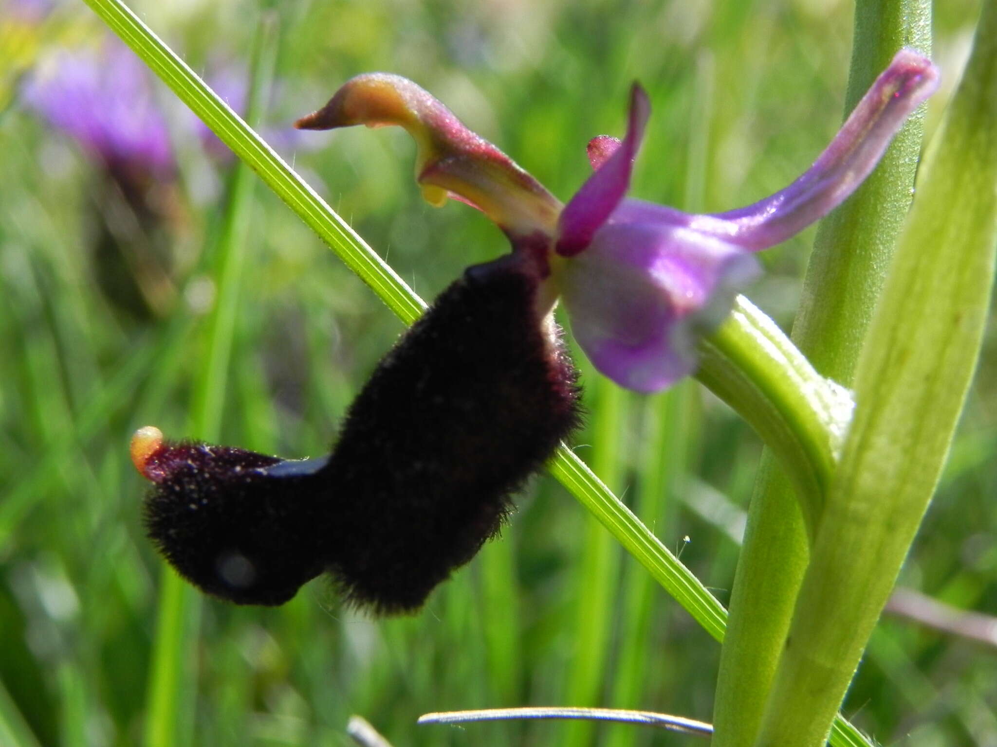 Слика од <i>Ophrys <i>bertolonii</i></i> subsp. bertolonii